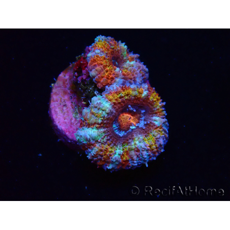 WYSIWYG Micromussa lordhowensis (formerly Acanthastrea) 6C7