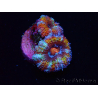 WYSIWYG Micromussa lordhowensis (ehemals Acanthastrea) 6C7