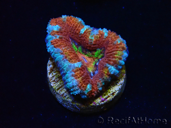 WYSIWYG Micromussa lordhowensis (anteriormente Acanthastrea) 6C8