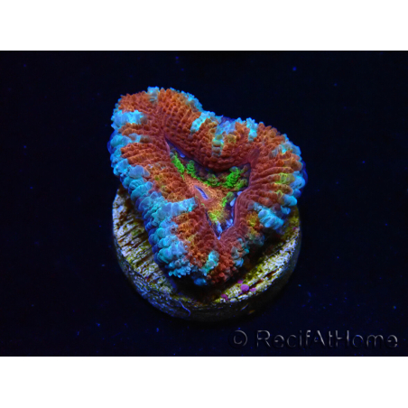 WYSIWYG Micromussa lordhowensis (formerly Acanthastrea) 6C8
