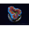 WYSIWYG Micromussa lordhowensis (anteriormente Acanthastrea) 6C8
