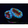 WYSIWYG Micromussa lordhowensis (formerly Acanthastrea) 6K7