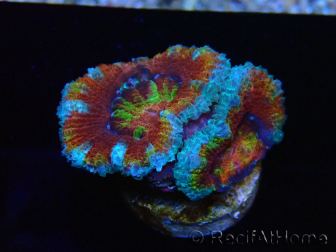 WYSIWYG Micromussa lordhowensis (formerly Acanthastrea) 6K8