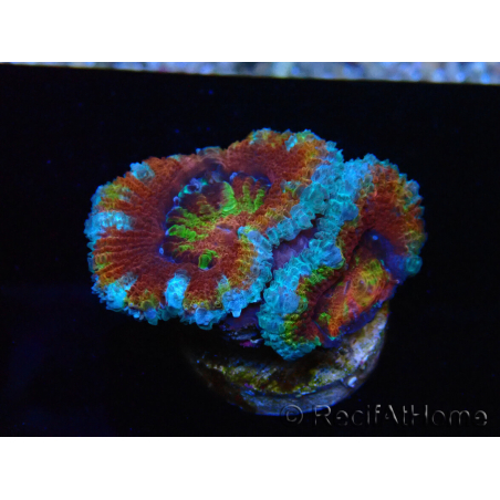 WYSIWYG Micromussa lordhowensis (ex Acanthastrea) 6K8