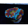 WYSIWYG Micromussa lordhowensis (formerly Acanthastrea) 6K8