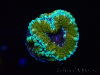 WYSIWYG Micromussa lordhowensis (ex Acanthastrea) 6D1