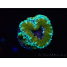 WYSIWYG Micromussa lordhowensis (ex Acanthastrea) 6D1