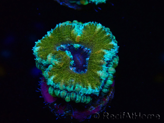 WYSIWYG Micromussa lordhowensis (ex Acanthastrea) 6D3