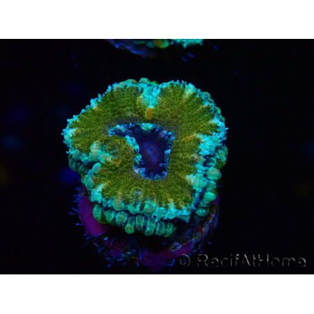 WYSIWYG Micromussa lordhowensis (ex Acanthastrea) 6D3