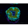 WYSIWYG Micromussa lordhowensis (formerly Acanthastrea) 6D3