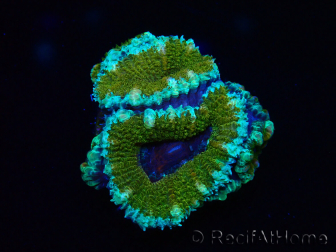 WYSIWYG Micromussa lordhowensis (anteriormente Acanthastrea) 6D6