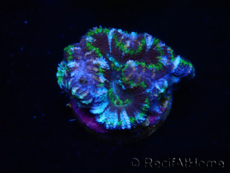 WYSIWYG Micromussa lordhowensis (ex Acanthastrea) 6D7