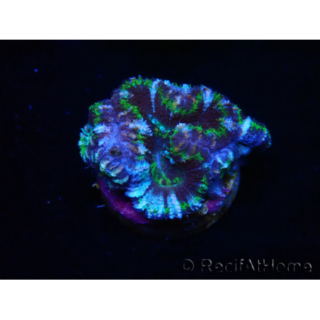 WYSIWYG Micromussa lordhowensis (antes Acanthastrea) 6D7