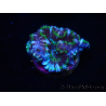 WYSIWYG Micromussa lordhowensis (ex Acanthastrea) 6D7