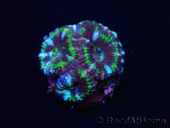 WYSIWYG Micromussa lordhowensis (ex Acanthastrea) 6D8