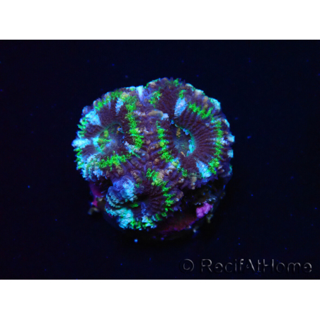 WYSIWYG Micromussa lordhowensis (ex Acanthastrea) 6D8