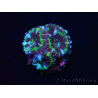 WYSIWYG Micromussa lordhowensis (ex Acanthastrea) 6D8