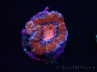 WYSIWYG Micromussa lordhowensis (ehemals Acanthastrea) 6E1