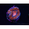 WYSIWYG Micromussa lordhowensis (anteriormente Acanthastrea) 6E1