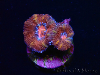WYSIWYG Micromussa lordhowensis (ex Acanthastrea) 6E2