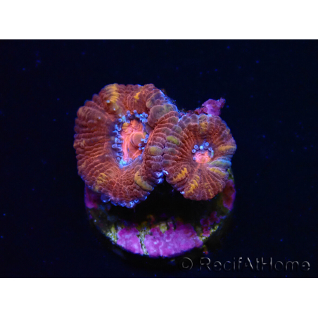 WYSIWYG Micromussa lordhowensis (ex Acanthastrea) 6E2