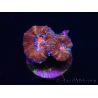 WYSIWYG Micromussa lordhowensis (ex Acanthastrea) 6E2