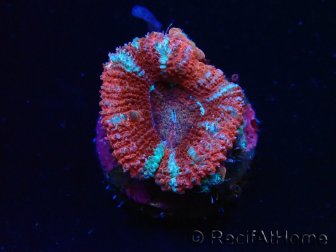 WYSIWYG Micromussa lordhowensis (ex Acanthastrea) 6E3
