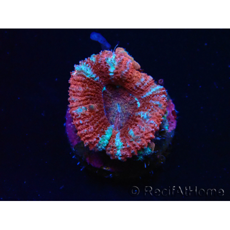 WYSIWYG Micromussa lordhowensis (ex Acanthastrea) 6E3