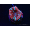 WYSIWYG Micromussa lordhowensis (formerly Acanthastrea) 6E3