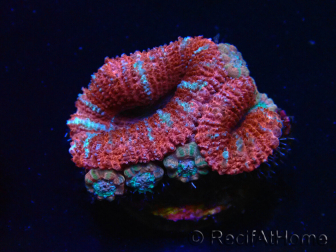 WYSIWYG Micromussa lordhowensis (ex Acanthastrea) 6E4