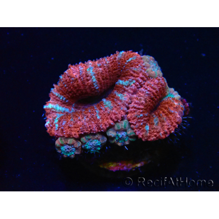 WYSIWYG Micromussa lordhowensis (ex Acanthastrea) 6E4