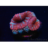 WYSIWYG Micromussa lordhowensis (ehemals Acanthastrea) 6E4