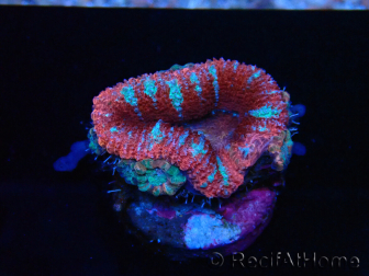 WYSIWYG Micromussa lordhowensis (ex Acanthastrea) 6E5