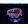 WYSIWYG Micromussa lordhowensis (ex Acanthastrea) 6E5