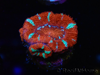 WYSIWYG Micromussa lordhowensis (ex Acanthastrea) 6E6