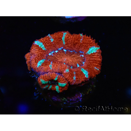WYSIWYG Micromussa lordhowensis (ex Acanthastrea) 6E6