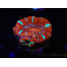 WYSIWYG Micromussa lordhowensis (formerly Acanthastrea) 6E6