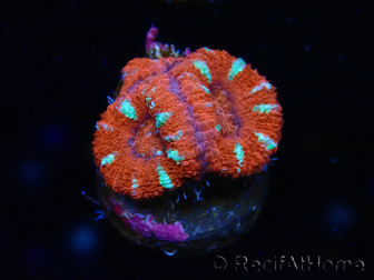 WYSIWYG Micromussa lordhowensis (formerly Acanthastrea) 6E7