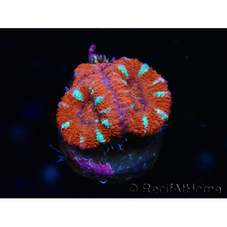 WYSIWYG Micromussa lordhowensis (ehemals Acanthastrea) 6E7