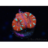 WYSIWYG Micromussa lordhowensis (ex Acanthastrea) 6E7