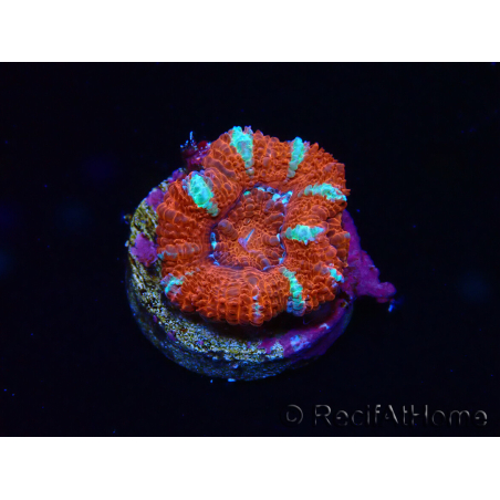 WYSIWYG Micromussa lordhowensis (ex Acanthastrea) 6E8