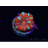 WYSIWYG Micromussa lordhowensis (ehemals Acanthastrea) 6E8