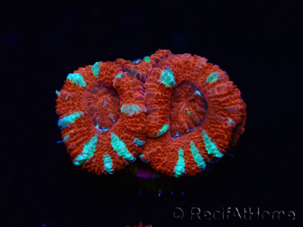 WYSIWYG Micromussa lordhowensis (formerly Acanthastrea) 6K