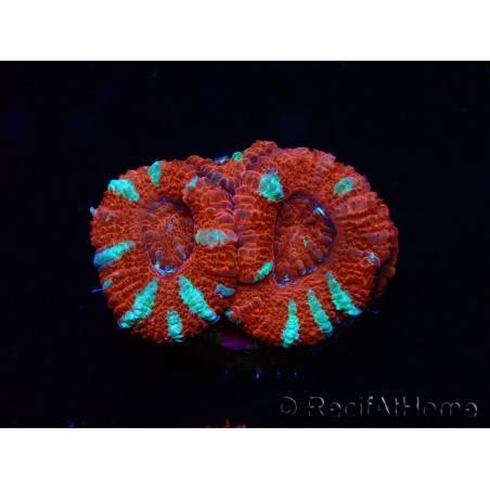 WYSIWYG Micromussa lordhowensis (ex Acanthastrea) 6K