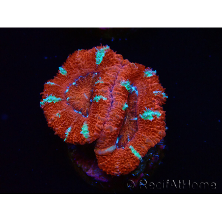 WYSIWYG Micromussa lordhowensis (antes Acanthastrea) 6K