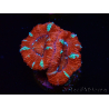 WYSIWYG Micromussa lordhowensis (ehemals Acanthastrea) 6K