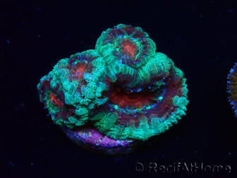 WYSIWYG Micromussa lordhowensis (ex Acanthastrea) 6F1