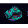 WYSIWYG Micromussa lordhowensis (ehemals Acanthastrea) 6F1