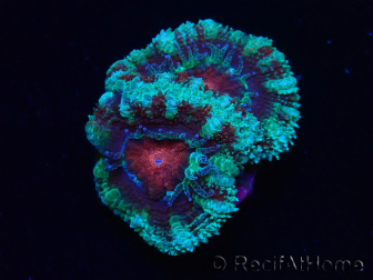WYSIWYG Micromussa lordhowensis (ehemals Acanthastrea) 6F2