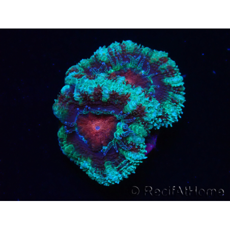 WYSIWYG Micromussa lordhowensis (ex Acanthastrea) 6F2